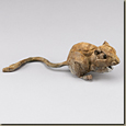 Kangaroo Rat